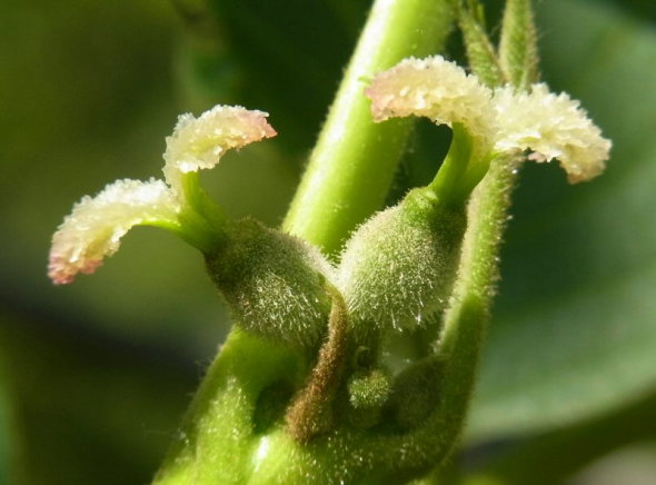 オニグルミとカシグルミ四季の森ニュース八ヶ岳・原村の別荘地探し、土地・別荘地・仲介物件情報