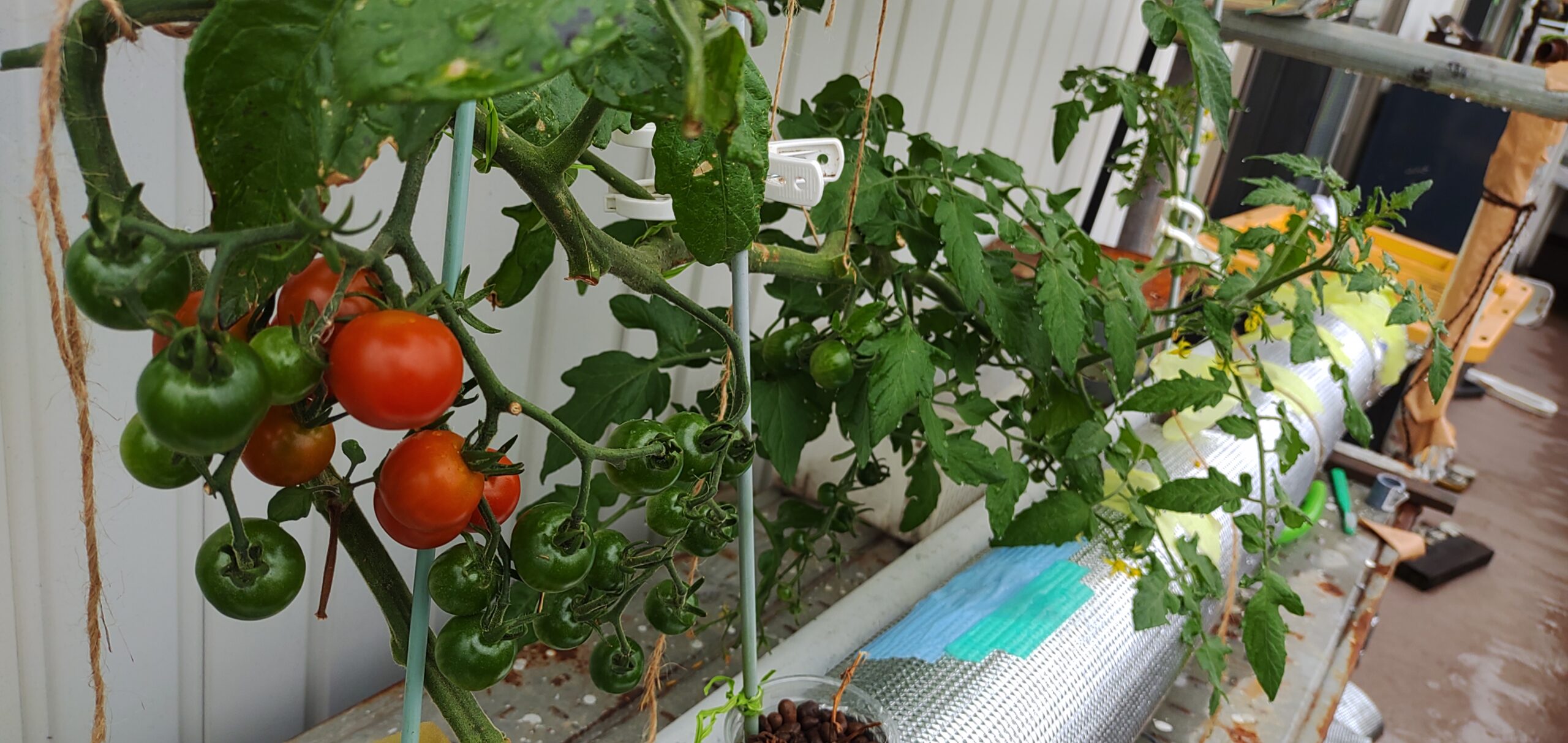 ミニトマトが色づいてきました🍅 プランター栽培なのでトマトとは言え 土がよく乾く為水やりは朝と夕方，2回しています！夏野菜， 夏野菜栽培家庭菜園， 畑プランター栽培ミニトマト， ミニトマト栽培家庭菜園記録家庭菜園のある暮らし畑仕事