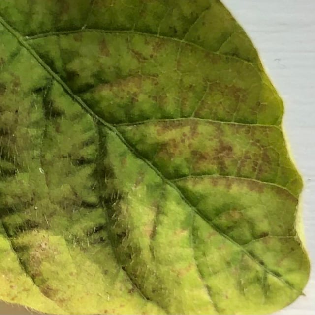 丹波篠山 走りの黒枝豆を味わう豆なブログ