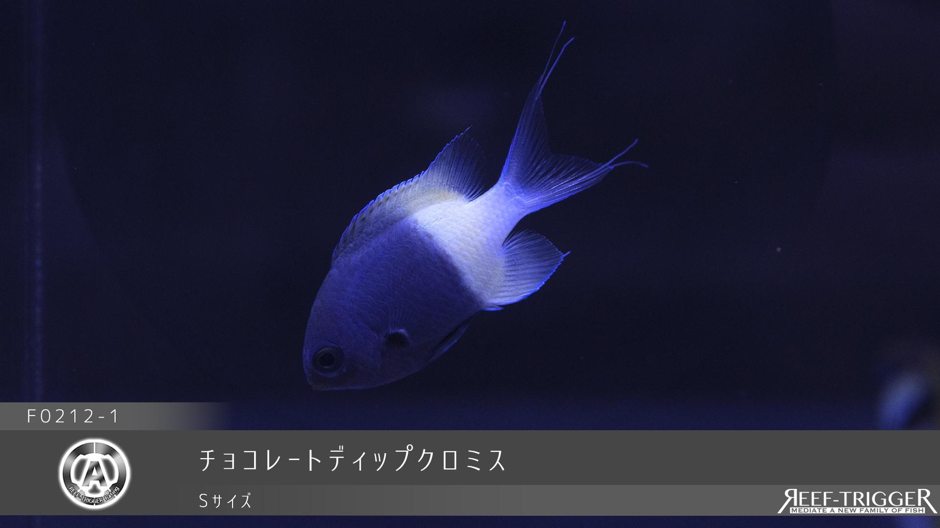 チョコレートディップクロミスダイバーの海水魚図鑑 Shiny Ace