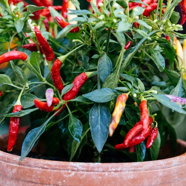 初心者向け マンションのベランダで家庭菜園を始めよう!野菜の育て方完全マニュアル有機野菜とだいじなはなしみっくすなっつアイチョイスのWEBマガジン