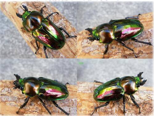 クワガタのエサは何をあげる？食べないときの対処法や代用品も解説！HugKum はぐくむ