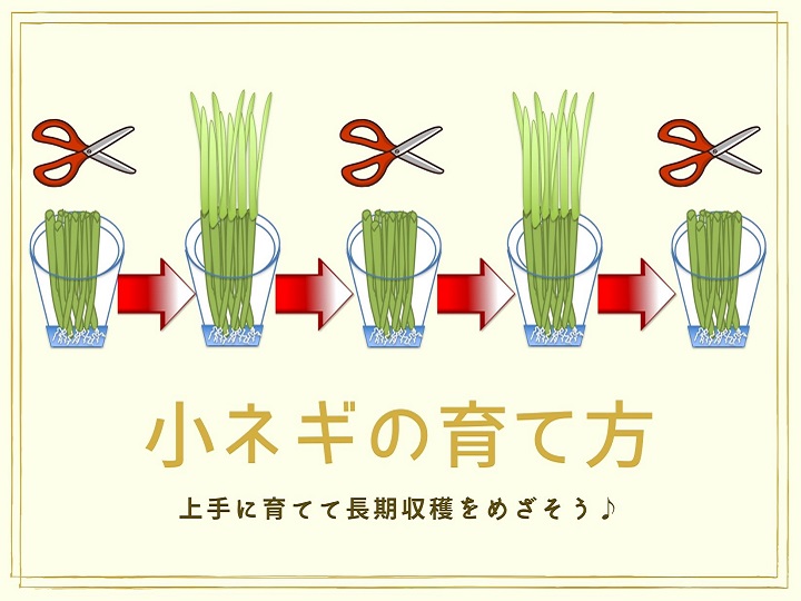 九条ネギの育て方 九条ネギを白ネギみたいにする方法や再生