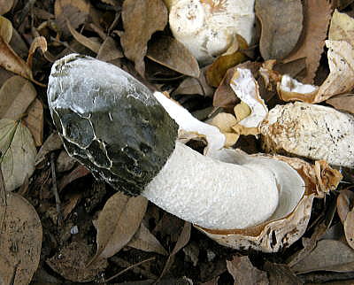 発見する喜び、知る喜び、食べる喜び - 野花南山荘