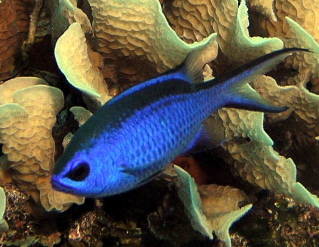 スズメダイの仲間を飼育する前に～初心者は混泳に注意！ - 海水魚ラボ