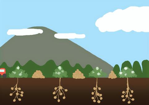 じゃがいも畑:4,215点を超えるロイヤリティフリーでライセンス可能なイラスト素材とスケッチShutterstock