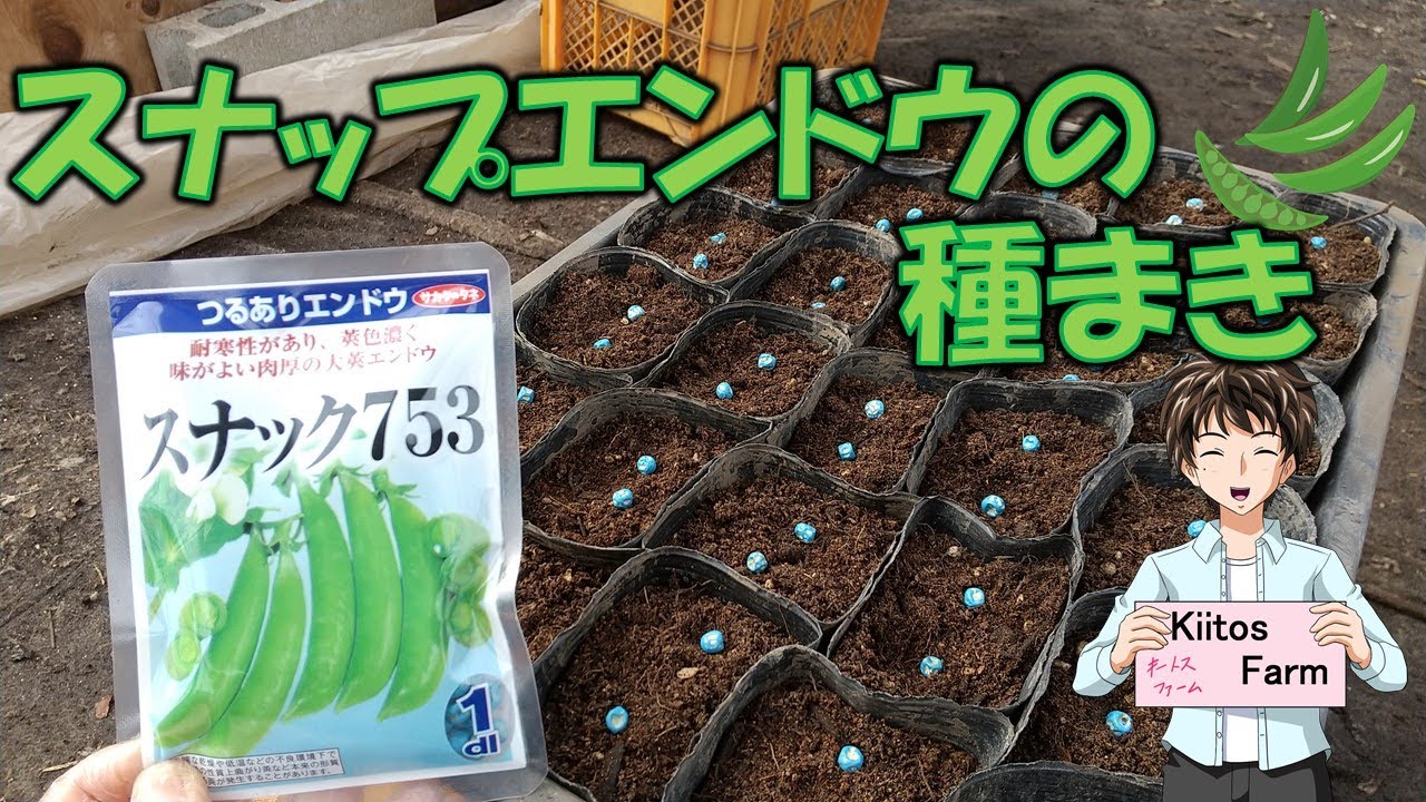 スナップエンドウ」は、夏まきで年内の収穫ができるらしい！「野菜栽培の基礎」。自然栽培農家。ビリーズマーケットのおいしいブログ