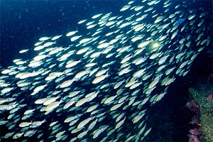 出世魚「ブリ」の名前の順番は？ハマチ・カンパチ・ヒラマサとの違いも解説くらひろ