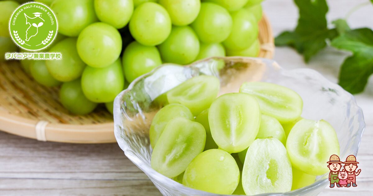 シャインマスカット ブドウの育て方を勉強中 – 零製作所ブログ