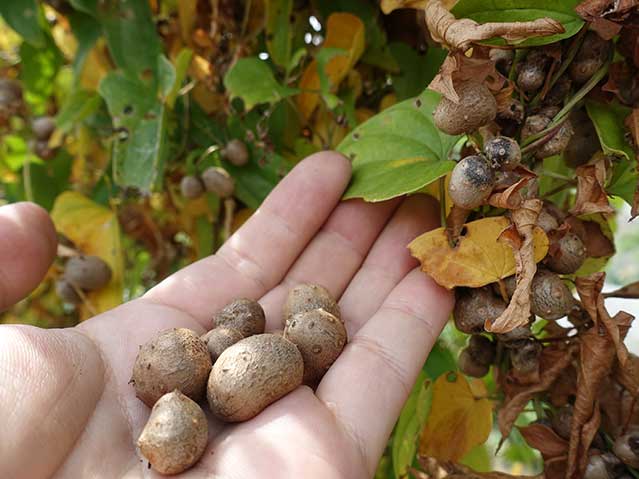 人気レシピ むかごごはん むかごの甘辛揚げ