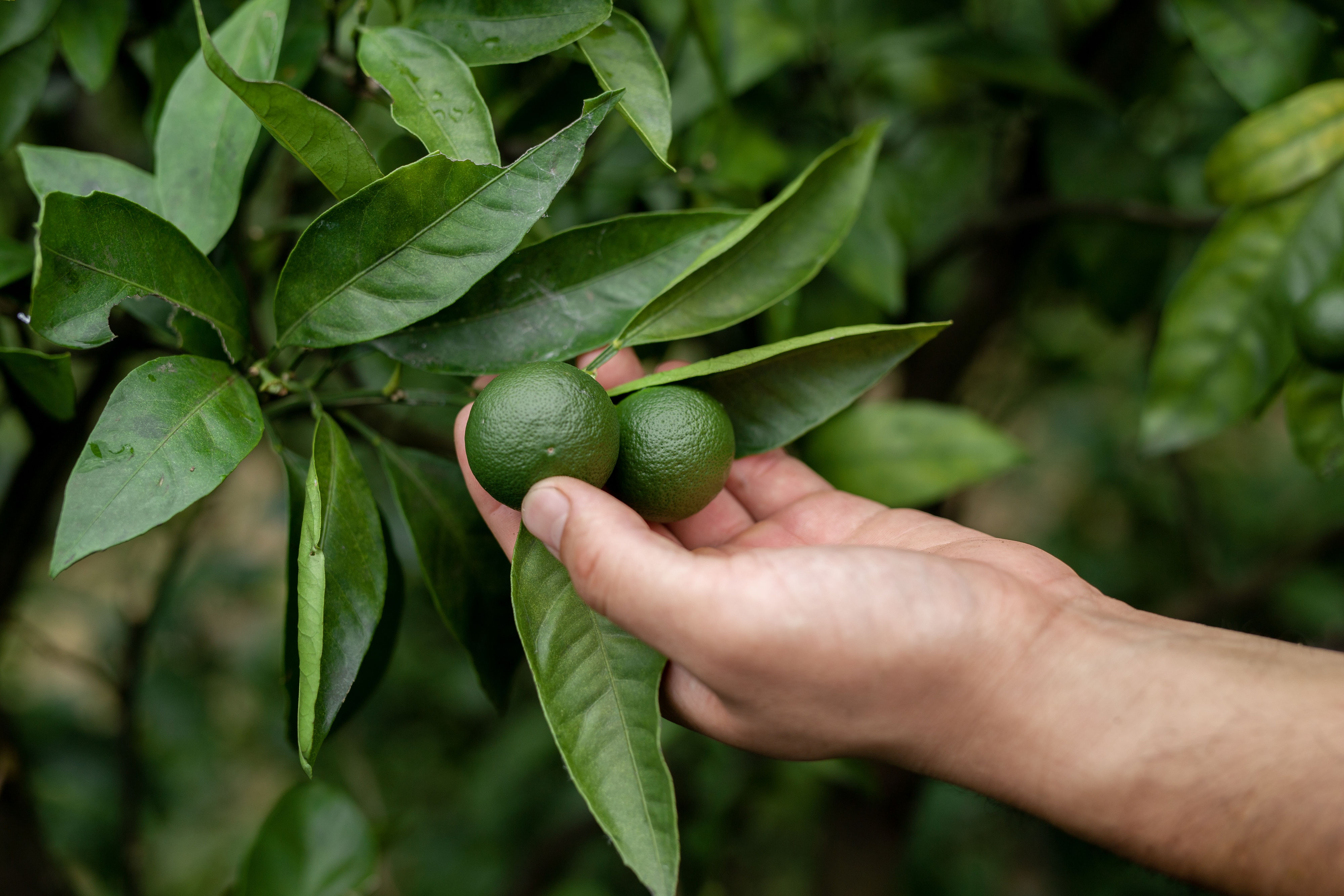 21,649 ミカン Stock Photos, High-Res Pictures, and Images - Getty Imagesオレンジ, リンゴ, グレープフルーツ