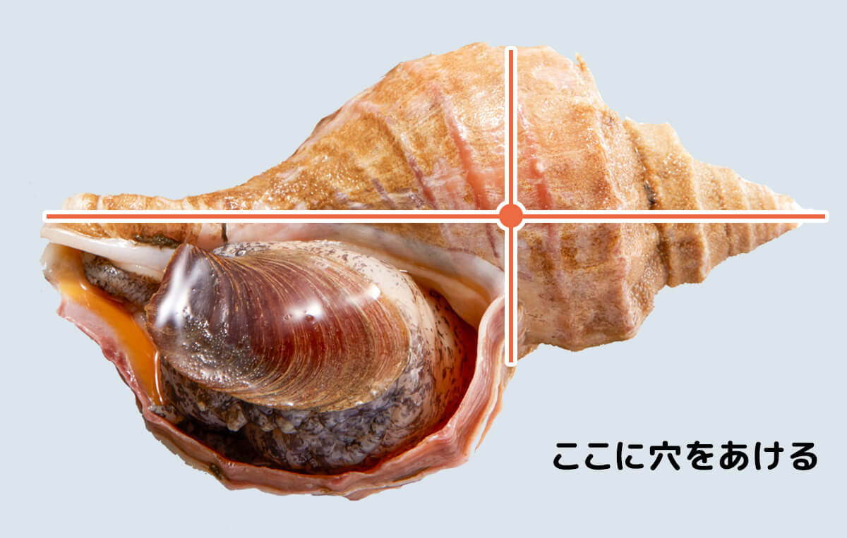 知床羅臼直送 ツブ貝 エゾバイ 各種詰合せ 1kg お刺身、煮付け、焼物等：北海道産のつぶ貝食べチョク産地直送 産直 お取り寄せ通販 -農家・漁師から旬の食材を直送