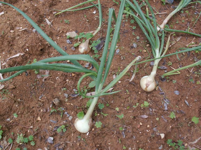 タマネギ 貝塚早生種 タネ ,球根,苗,資材,ガーデニンググッズの通販はサカタのタネ オンラインショップ