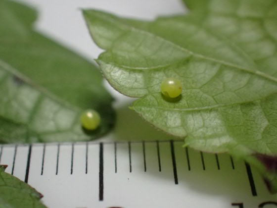 セスジスズメ虫の写真と生態なら昆虫写真図鑑「ムシミル」