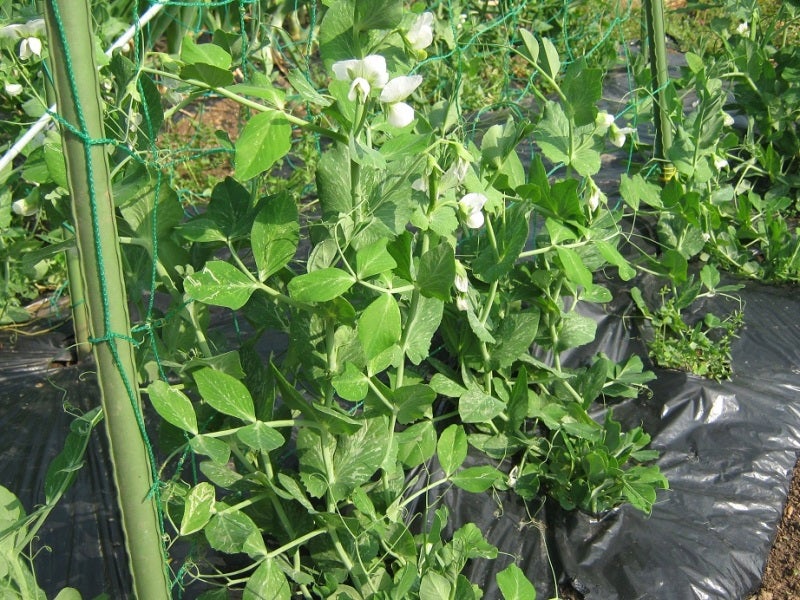 スナップエンドウ 2月種まき春まきエンドウをおすすめする理由 有機農家直伝！無農薬で育てる家庭菜園 23 2 14