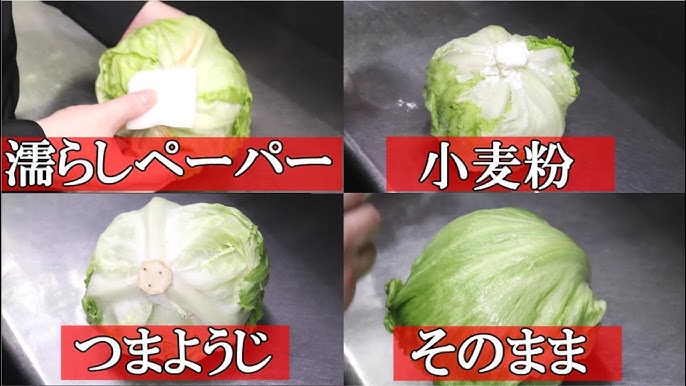 レタス保存は小麦粉で2~3週間!鮮度が長持ちする簡単な方法カゴメ株式会社