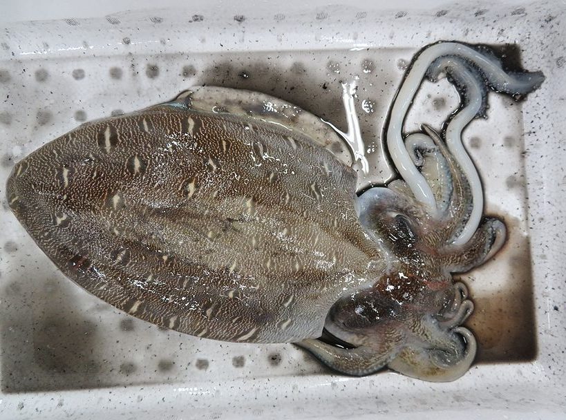 若狭湾 朝獲れシリーズ モンゴウイカ 紋甲烏賊魚屋とび魚