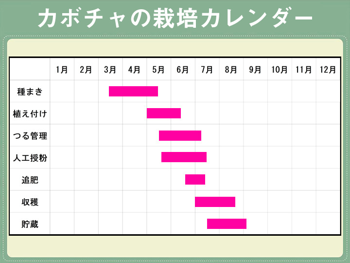 かぼちゃの旬は夏？冬？かぼちゃの旬や種類、選び方のコツを紹介します！ふるなび公式ブログ ふるさと納税DISCOVERY