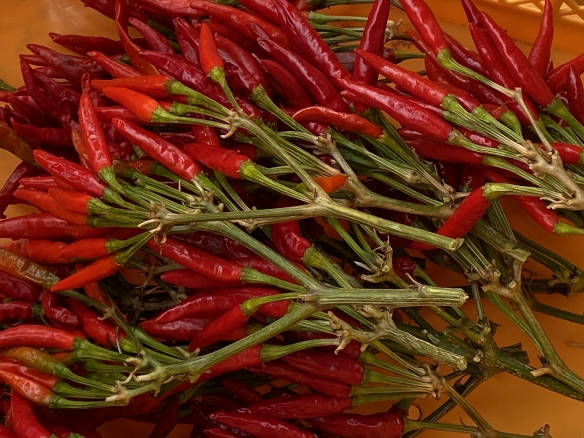 葉も食べれる鷹の爪 唐辛子 栽培! 収穫タイミングや干し方は