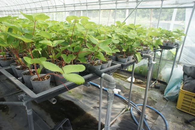 イチゴ収穫と花芽分化終了？フルーツガーデン