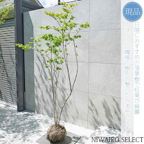 洋風建物のお庭に合うオシャレな樹木5選お庭の造園やオフィスの植物のことなら株式会社満湧園へ