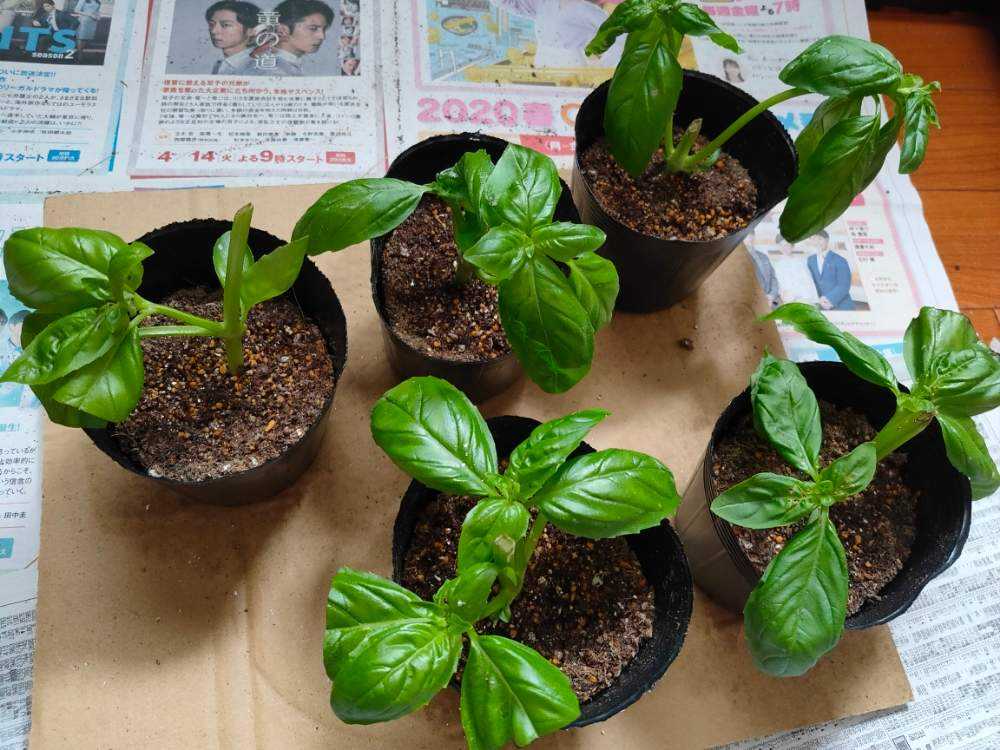バジルを挿し芽 挿し木 で増やすハーブ栽培記録