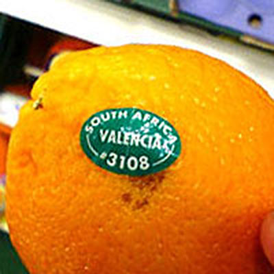 オレンジのくし切りイラスト - No: 1810766無料イラスト・フリー素材なら「イラストAC」