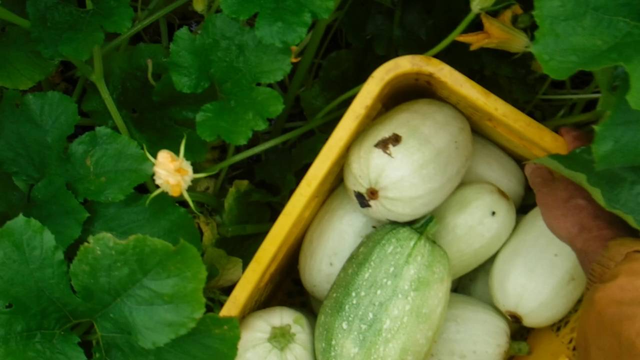 空中栽培中の坊ちゃんカボチャ🎃達です！ 順調に育っています！o ^_^ o .空中栽培空中栽培のカボチャ空中栽培中空中栽培中のかぼちゃ🎃カボチャカボチャ🎃🎃かぼちゃかぼちゃ🎃南京南瓜pumpkinpumpkinspumpkin🎃家庭菜園野菜栽培