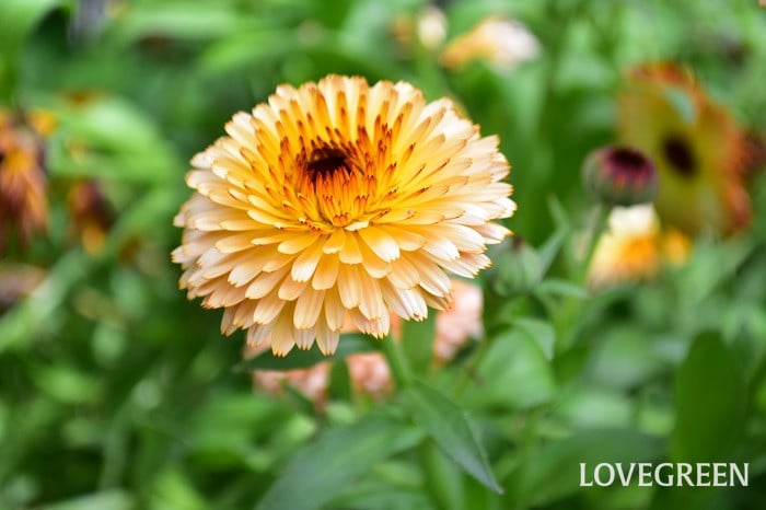 minasapo国産有機栽培ドライハーブ カレンデュラ むらじ種minasapo's