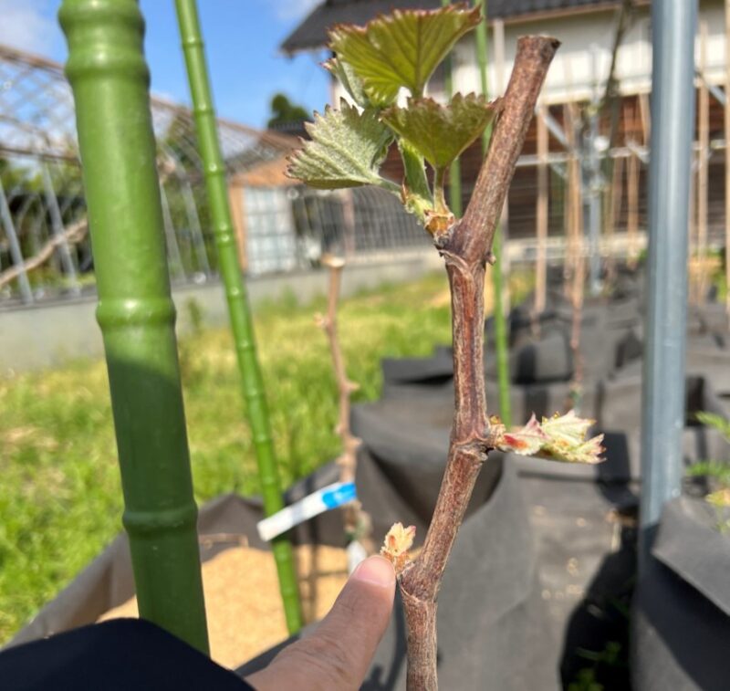 図解で理解するシャインマスカットの剪定方法と手順