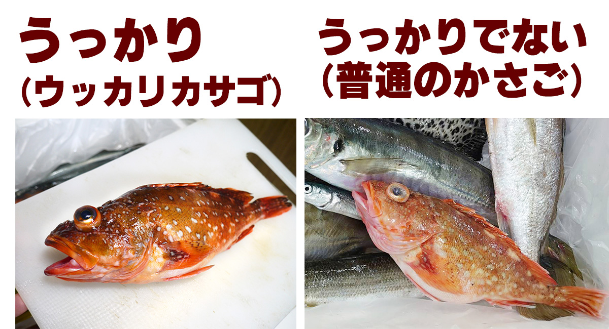 夏の魚 ハモ・マナガツオ等寄島町漁業協同組合