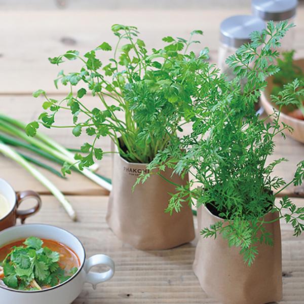 ニンジン ベビーキャロット 種から育てる 家庭菜園 2021年