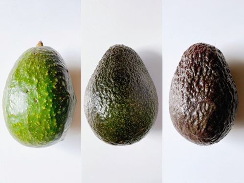 アボカドが枝分かれを始めた！？果樹を種＆苗から育てるベランダガーデニング