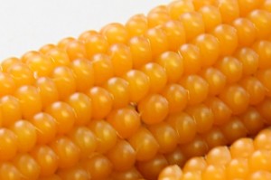 皮を剥いたトウモロコシの無料の写真素材 - ID.20222フリー素材 ぱくたそ