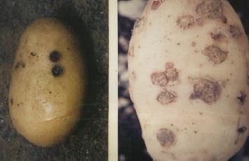 知っておくと安心。ジャガイモ栽培の注意点。花ごころメディア花ごころ