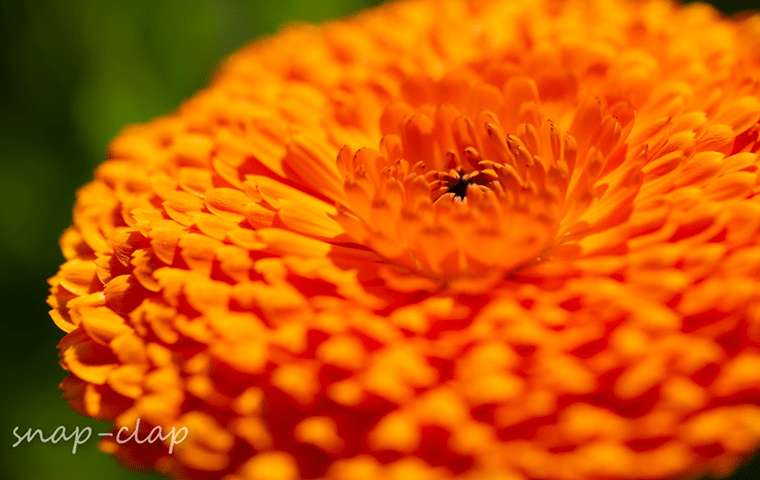 カレンジュラの固定種の通販グリーンマーケット