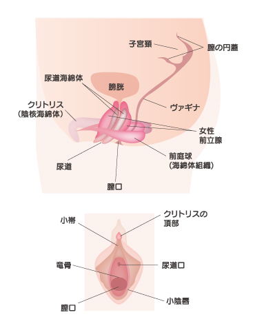 ゼウス エレクトロ 尿道プジー