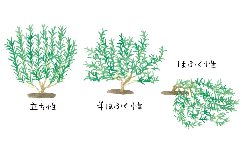ローズマリー 這性 はいせい10.5cm2個～ おうちで簡単！育てやすい10.5cmポットハーブ苗シリーズ！植物のＩＴＡＮＳＥ 全品送料無料・即出荷