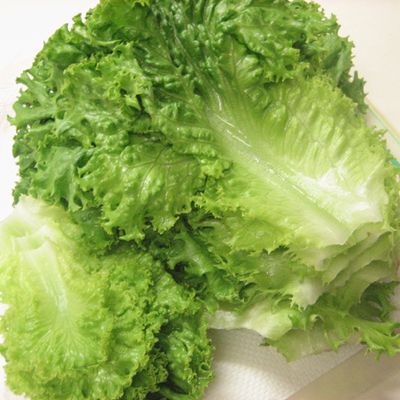 自由奔放に伸びたグリーンリーフレタス☆収穫の様子100均で水耕栽培 mika式タッパーで水耕栽培