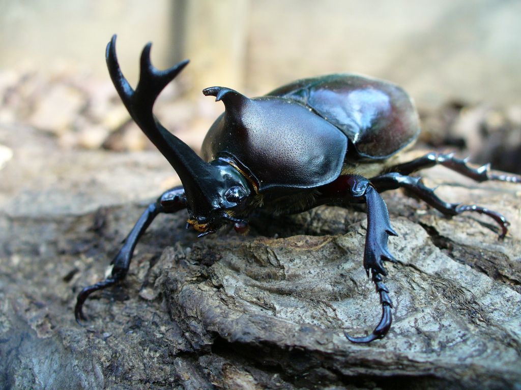 クワガタの赤ちゃんらしきものが家の中に入ってきました。最初ゴキブリだと思い、処理- 教えて！住まいの先生 - Yahoo!不動産