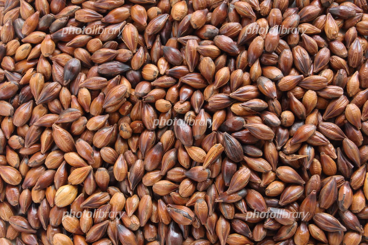 大麦图片_大麦素材_大麦高清图片_摄图网图片下载