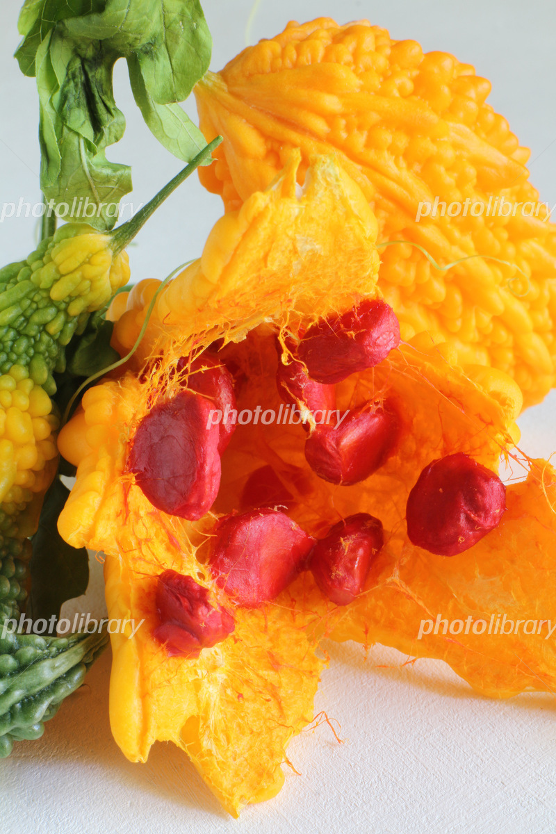 オレンジゴーヤの食べ方園芸日記bymaririnみんなの趣味の園芸33046