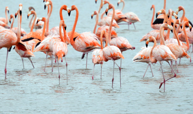 チリーフラミンゴ野生の王国 群馬サファリパーク