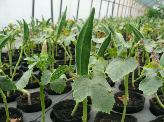 オクラ栽培「上級編」三和農園