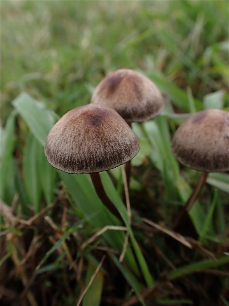 微ゑろblog 2.0: ワライタケ