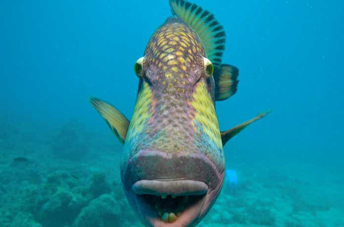 モンガラカワハギ 2010.11.03- WEB魚図鑑