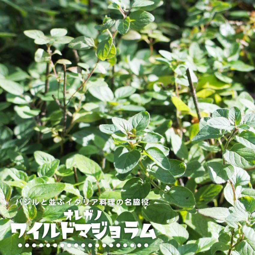 オレガノ マージョラム栽培ガイド園芸ネット
