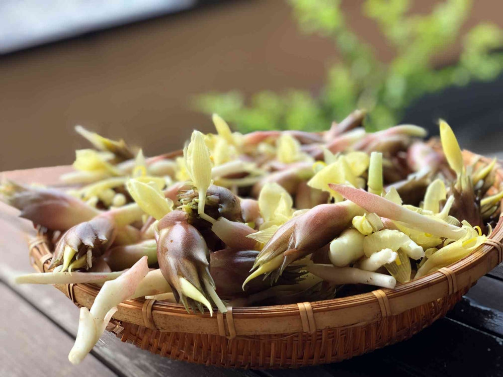 薬味だけじゃない!今が旬のみょうがの魅力!!農畜産業振興機構