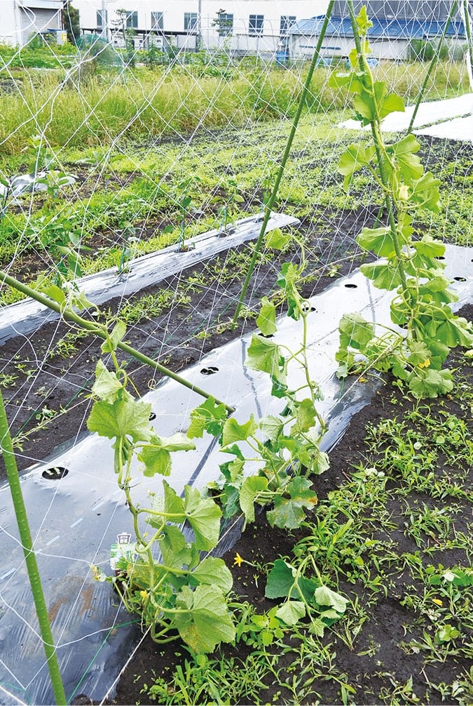 道法流きゅうりの垂直仕立て栽培きまぐれサラリーマンの週末菜園