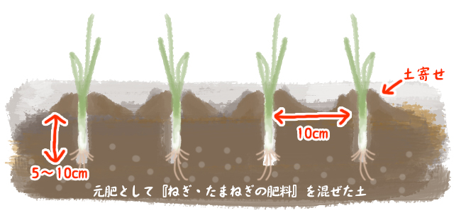 ネギ坊主が出た後の長ネギの手入れニャハハの家庭菜園-ポタジェと水耕栽培